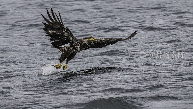 白头鹰(Haliaeetus leucocephalus)是一种发现于北美的猛禽。位于查塔姆海峡巴拉诺夫岛卡斯尼库湾的隐藏瀑布。阿拉斯加。一只飞翔和钓鱼的少年。